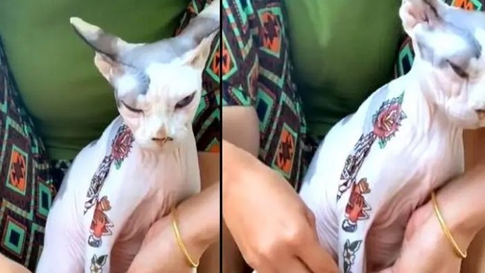 털 없는 스핑크스 고양이 예뻐지게 해준다며 몸에 ‘타투 스티커’ 붙이는 집사 (영상)