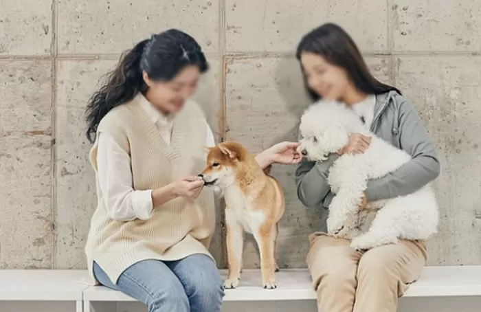 친구가 맡긴 강아지를 우리집 강아지가 덮쳐 임신시키자 벌어진 일