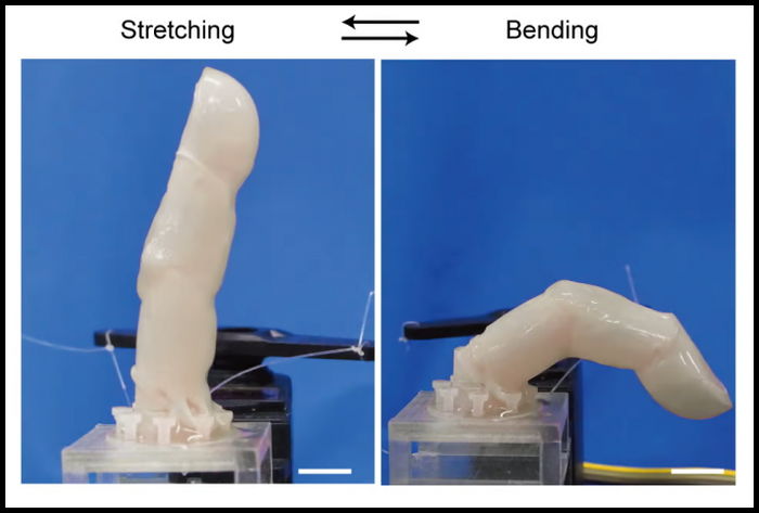 피부주름에 자가치유까지...사람 피부 가진 로봇 손가락 개발됐다
