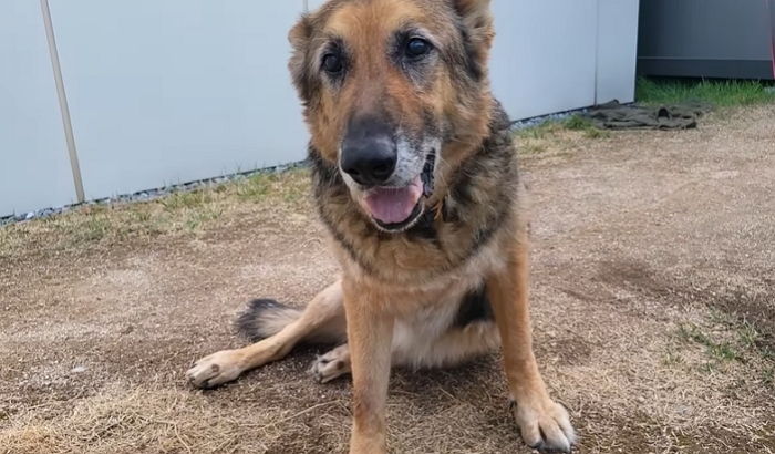 경찰견으로 평생 일하다 은퇴 후 8년 만에 다시 만난 레오와 이별 준비하는 강형욱