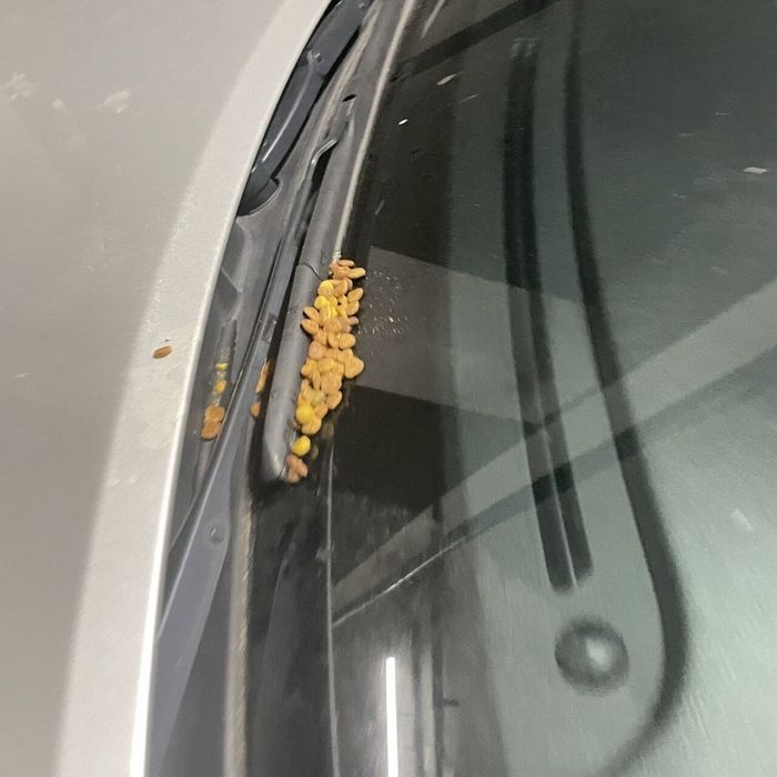 다른 사람에게 안 들키려 남의 자동차 와이퍼 사이에 몰래 사료 두는 캣맘