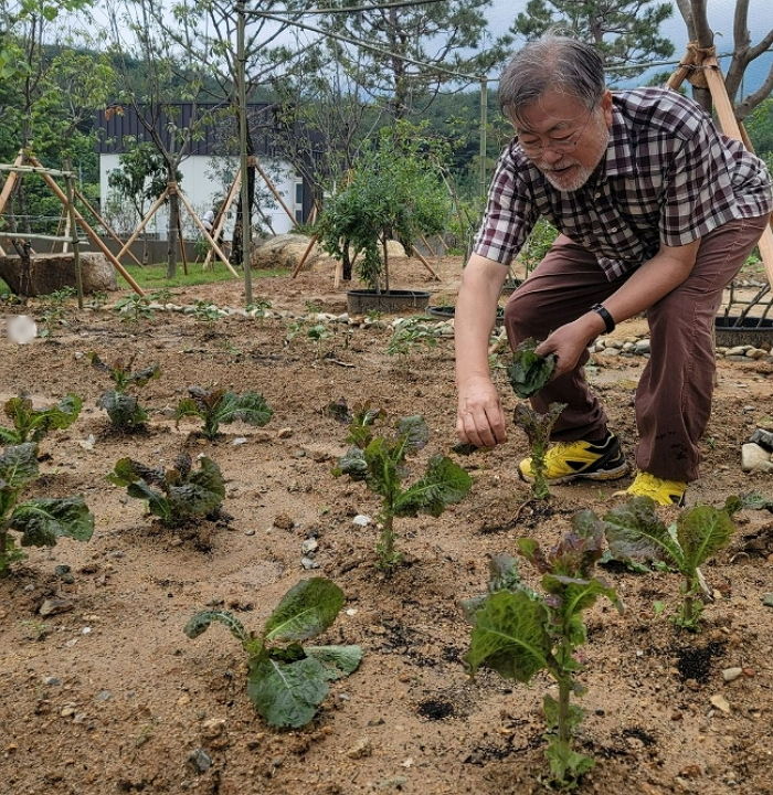 文이 올린 ‘첫 수확은 상추’ 사진에서 따먹은 흔적 발견한 텃밭 고수들이 남긴 댓글