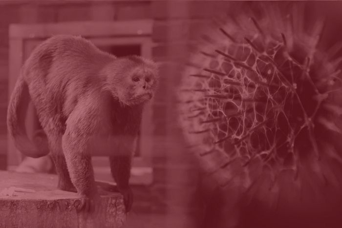 “코로나19와 다르다”...가천대 의대 교수가 알려주는 원숭이두창의 특징들