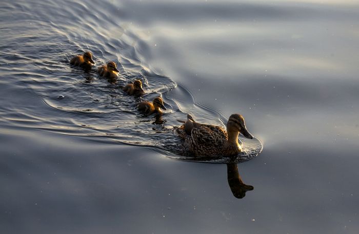 ‘오리 가족’ 돌팔매질로 죽인 10대 형제, 경찰에 붙잡혔다