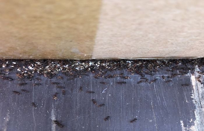 중국서 바다 건너온 맹독성 해충 ‘붉은불개미’ 850마리 충북 옥천서 발견