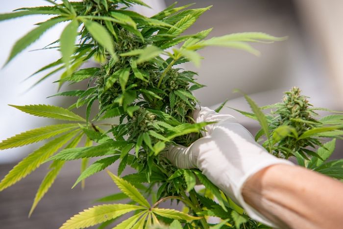 대마초 합법화 된 태국...여행 시 음식 섭취할 때 조심해야