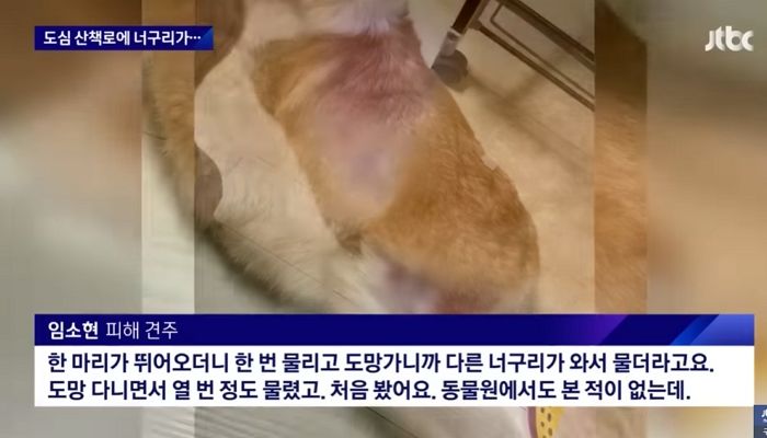 “댕댕이와 산책할 때 조심하세요”...서울 도심 야생 너구리 주의보 (영상)