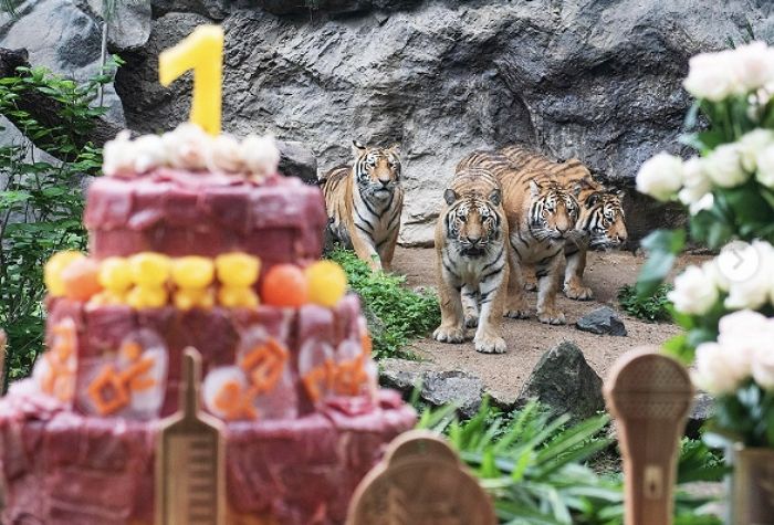 첫 생일 파티서 초대형 3단 ‘생고기 케이크’ 받고 신난 에버랜드 호랑이 ‘아름·다운·우리·나라’