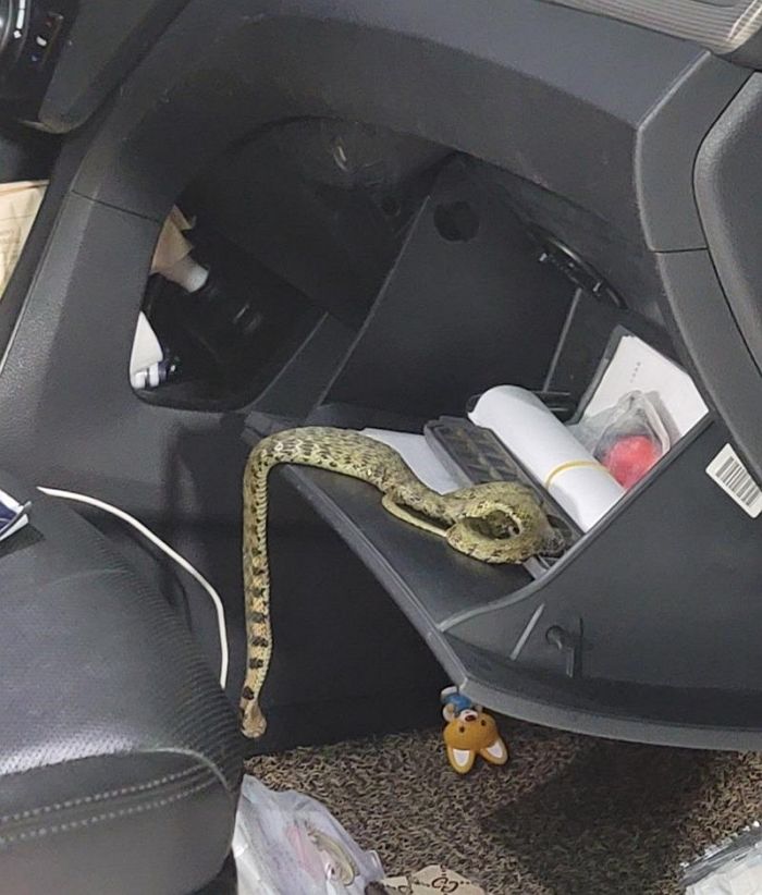 “에어컨에서 썩은 X냄새가 나길래 봤더니 조수석 박스에 ‘독사’가 있었습니다”