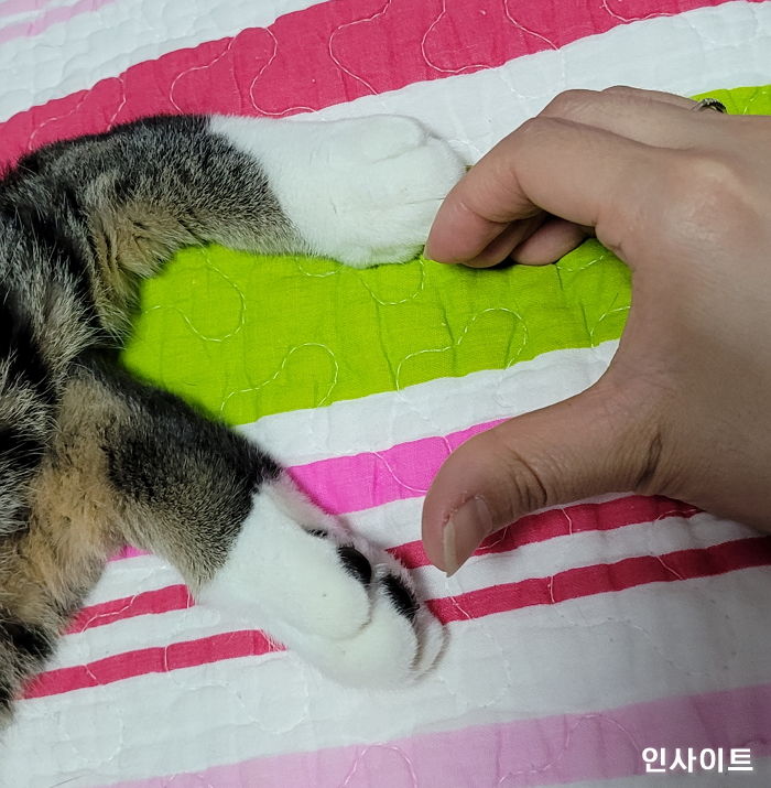 우리집 콩이 몰랑몰랑한 앞발 잡고 찍으면 인생샷 탄생하는 ‘고양이 하트 커플샷’