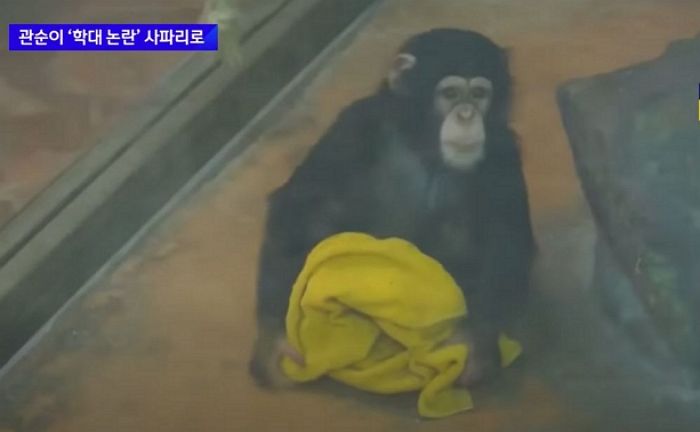서울대공원서 11년간 홀로 지낸 침팬지 관순이, 5200km 떨어진 해외로 반출 예정