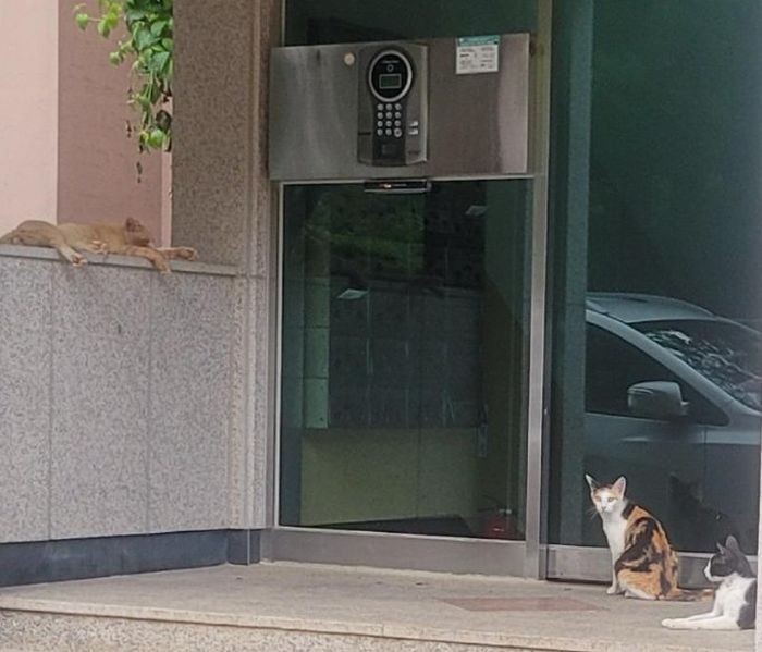 캣맘이 사료 주기 시작한 후 ‘아파트 현관’까지 점령한 길냥이들