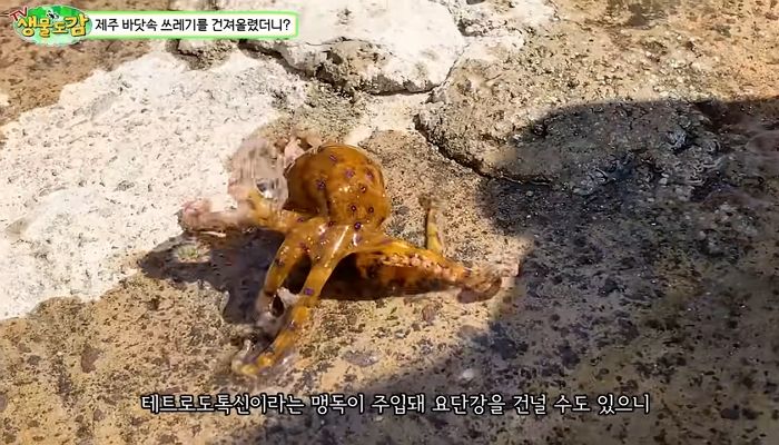 피부에 닿기만 해도 죽을 수 있는 맹독성 파란고리문어 제주도 바다서 발견 (영상)