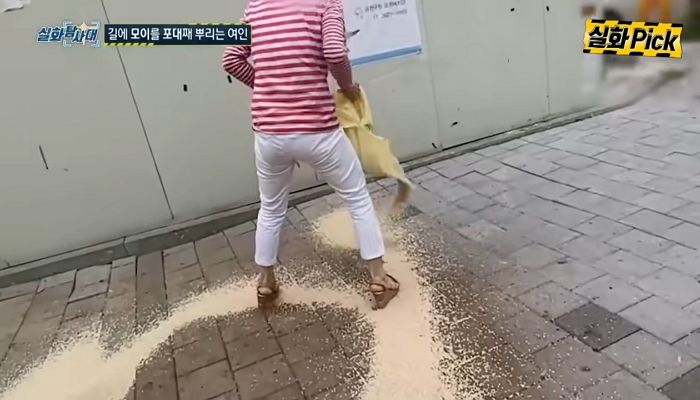 길바닥에 쌀 포대째로 뿌려 비둘기떼 소집하는 ‘비둘기맘’ (영상)