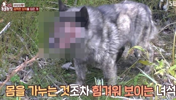 “염산 같은 거 눈에 부은 듯”...끔찍한 동물학대로 얼굴 전체 잃어버린 댕댕이 사연 (영상)