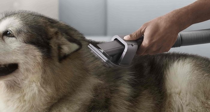 다이슨, 반려동물과 함께 방문 가능한 ‘다이슨 펫 사이언스 팝업’ 오픈