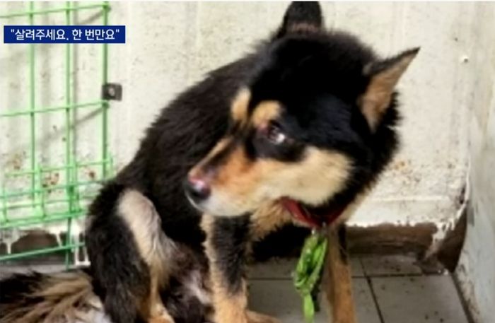 경찰, 검찰이 불허한 ‘8살 아이’ 물어뜯은 개 안락사 재추진