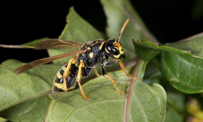 전남 해남 놀러가 밥 먹던 산악회원 31명, 말벌에게 쏘여 병원 이송