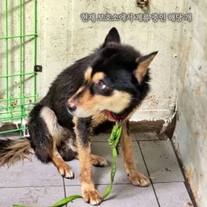 울산서 8살 초등학생 물어뜯은 개 ‘안락사’, 여론 나빠지자 결국 ‘재추진’