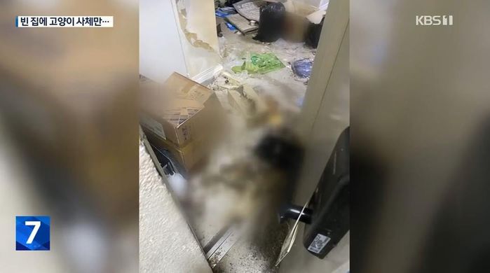 고양이 17마리 밥 안주고 석달간 방치해 굶어 죽게 한 20대 여성