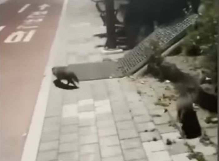 서울 도심서 너구리 3마리에게 ‘습격’당해 팔·다리 뼈까지 다 드러난 50대 여성(영상)