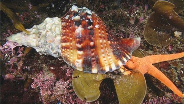 바닷가 놀러가서 ‘이 소라’ 함부로 잡았다간 벌금 최대 3000만원 낼 수 있다