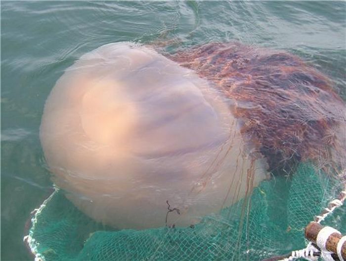 동해안에 노무라입깃해파리 ‘주의 단계’ 발령...“쏘일 경우 사망까지”