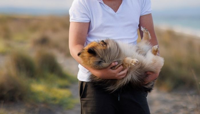 부모가 ‘면허학원 수강료’ 안준다고 반려견 창문 밖으로 던져 죽인 20대 청년이 받은 처벌