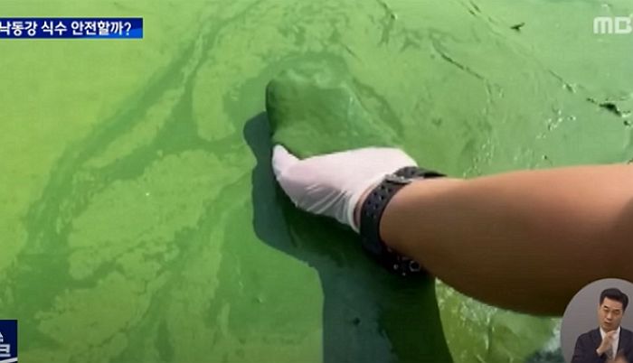 낙동강 ‘녹조 라떼’서 독성 물질 검출됐는데 수돗물 전혀 문제없다는 당국 (영상)