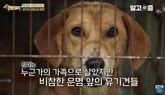 주인이 휴가지에 버리고 갔는데, 자길 잃어버린 거라 믿고 기다리는 유기견들 (영상)