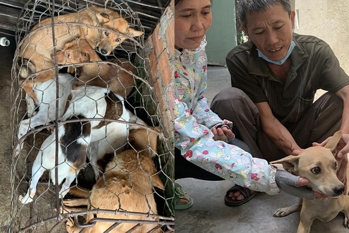 도살장에 잃어버린 반려견 찾으러 갔다가 없자 대신 ‘모든 강아지’ 사비 털어 구조한 천사 견주