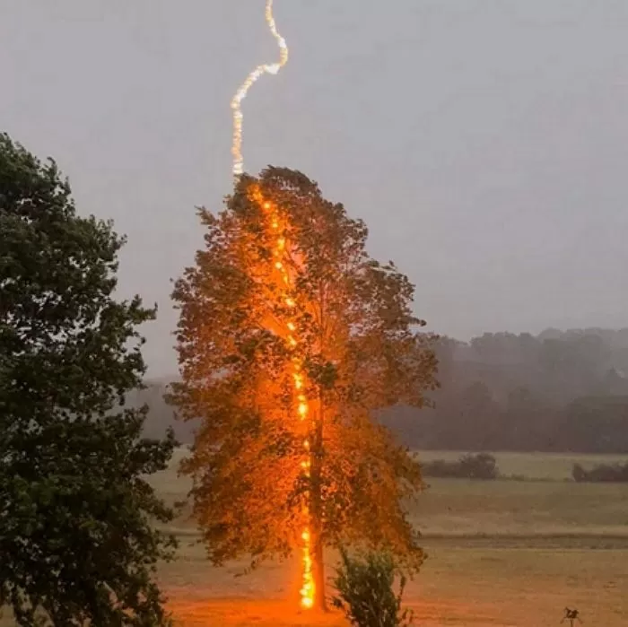 비 오는 날 ‘100만분의 1 확률로 순간 포착한 ‘벼락 맞은 나무 사진 인사이트 