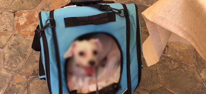 KTX에서 반려견 태우려 옆자리 ‘유아 승차권’으로 부정승차한 견주의 최후