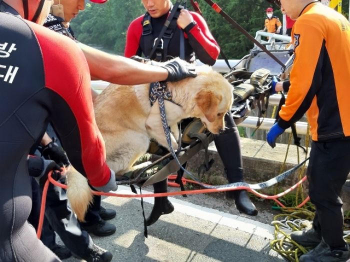 계곡에 휩쓸린 강아지 보고 물에 뛰어든 주인... 시민구조대 6명이 살렸다