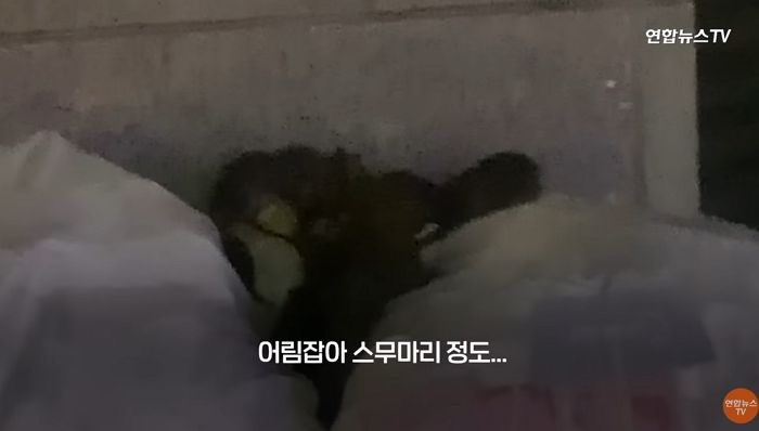 여의도 빌딩숲 한복판 나타나 쓰레기봉투 속 ‘음식물 쓰레기’ 파먹는 쥐떼들 (영상)