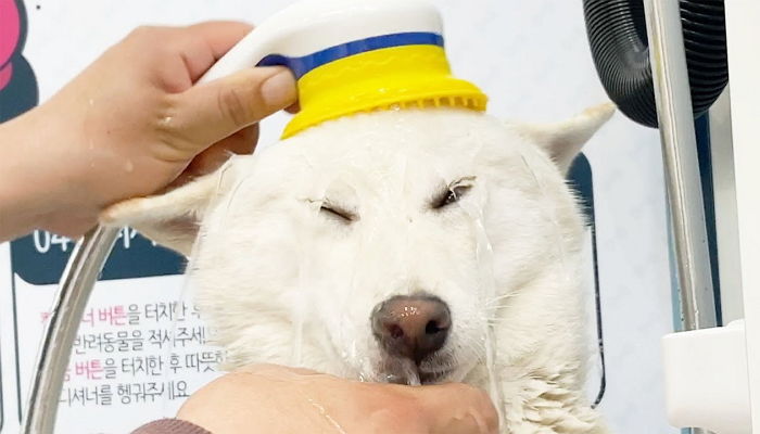 ‘목욕+건조 기계’ 다 갖춰 요즘 댕댕이 집사들 사이서 인기인 반려견 대중목욕탕