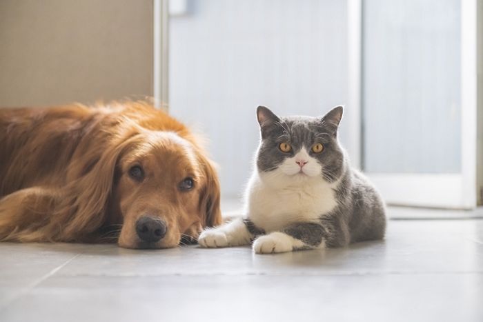 반려견·반려묘 키우면 내야 하는 ‘동물보유세’ 검토...내년에 ‘국민 여론조사’ 실시