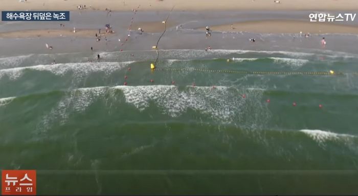 부산 명소인 해수욕장 ‘이곳’이 녹조 범벅돼 5년 만에 입수 금지됐다