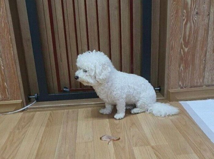 배달시킨 족발에서 냄새 난다며 반려견에게 던져준 뒤 ‘별점 1점’ 준 고객