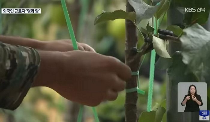 “자고 나면 사라져”...외국인 근로자 무단이탈 속출해 한해 농사 망치고 있는 농민들