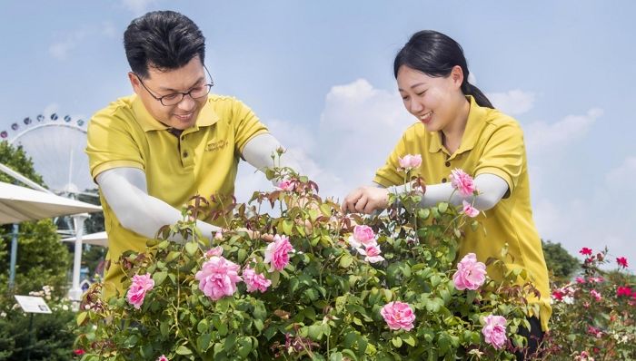 에버랜드가 자체 개발한 ‘K장미’ 국제대회 최고상 받았다...외부 판매도 시작