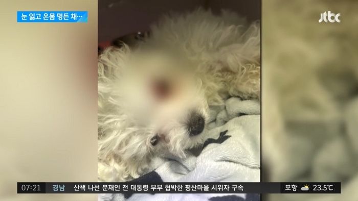 “입질해서 발로 찼다”...안구 파열·갈비뼈 6개 골절된 처참한 상태로 버려진 생후 3개월 강아지