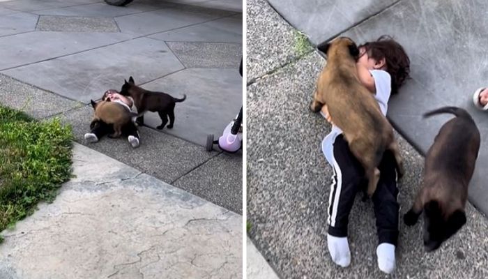 ‘검둥·누렁’ 댕댕이 형제에 무차별 ‘혓바닥 공격’ 당하는 꼬마 (영상)