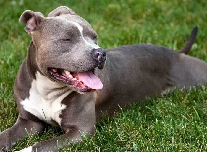 맹견에게 “저 개 물어!”하며 다른 개 죽게 하고 이웃도 마구 때린 50대 최후