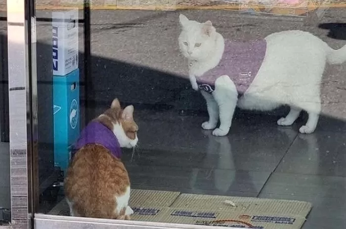 인사이트