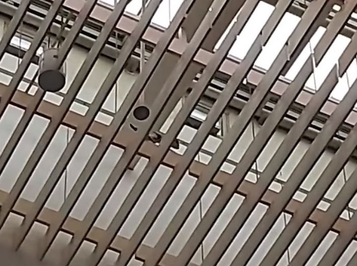 건물 구멍 타고 온 길고양이 서울대병원서 추락사...캣맘들 전화 민원 빗발