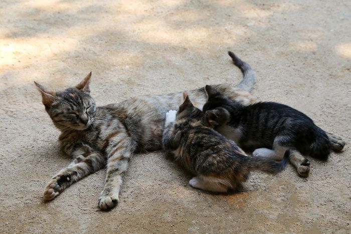 캣맘이 준 사료에 물 부은 주민 ‘재물손괴죄’로 처벌