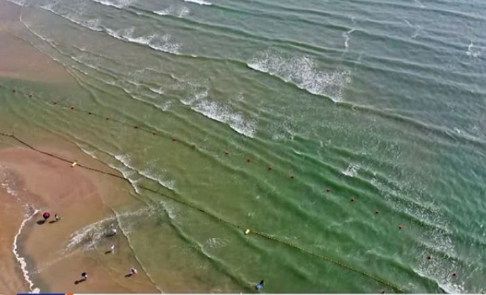 녹조 범벅된 부산 다대포 해수욕장서 치매·파킨슨병 유발하는 ‘독성물질’ 검출
