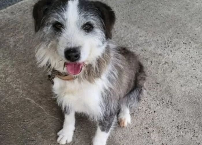 보신탕집에 넘겨진 ‘복순이’ 잔혹하게 학대한 범인 체포...이유 물어봤더니