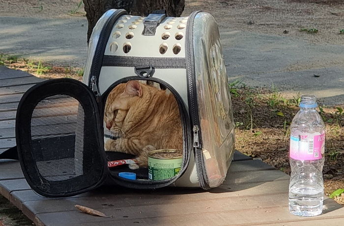 추석 연휴 ‘김포 어린이공원’에 버려진 고양이...“애처롭게 주인만 찾네요”